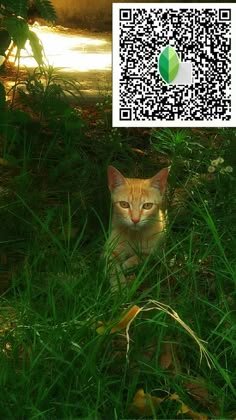 snapseed qr code ()