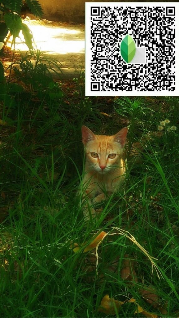 snapseed qr code for girls ()
