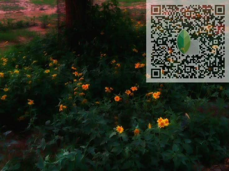 snapseed qr code for girls ()
